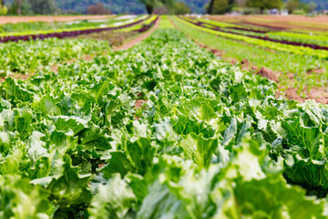 Sticker - Green Lettuce leaves on garden beds in the vegetable field.  Gardening  background with green Salad plants in the open ground,