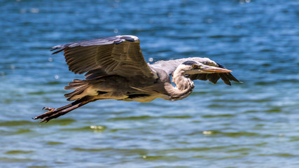 Poster - Fischreiher im Flug