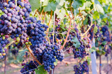 Sticker -  Blue Wine grapes on  vine. Dark skinned grapevine for red wine,  German Wine Road, Rhineland Palatinate, Germany