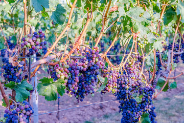 Sticker -  Blue Wine grapes on  vine. Dark skinned grapevine for red wine,  German Wine Road, Rhineland Palatinate, Germany