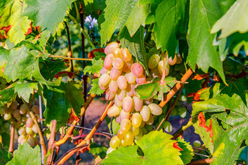 Wall Mural - Yellow pink grapes. New vintage wine background concept,  close up. Pink grapevine in sunny light