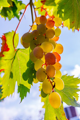 Sticker - Yellow pink grapes. New vintage wine background concept,  close up. Pink grapevine in sunny light