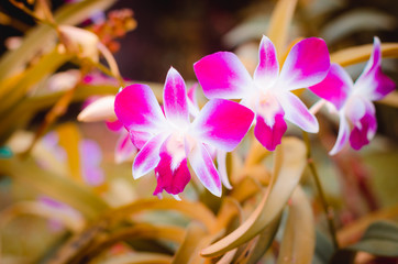 Wall Mural - beautiful pink orchid flower autumn leaves in park with sunlight on morning with blur nature background.