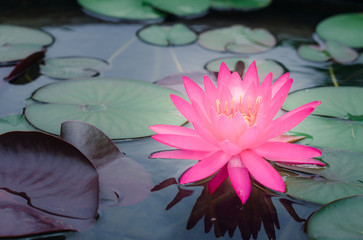 Wall Mural - beautiful pink lotus flower in pond. aquatic water lily fresh nature flower blooming background outdoors in garden top view with sunlight.