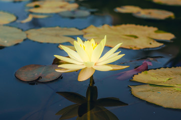 Wall Mural - yellow lotus flower in pond in the dark tone with sunlight. aquatic waterlily nature flower background.
