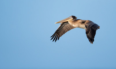 Wall Mural - Brown pelican in flight