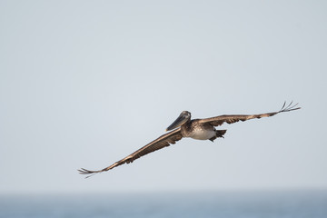 Wall Mural - Brown pelican in flight