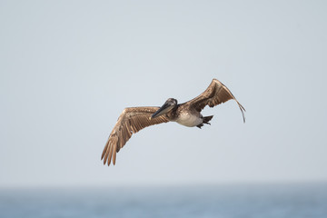 Wall Mural - Brown pelican in flight