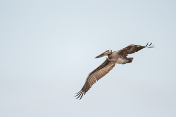 Sticker - Brown pelican in flight