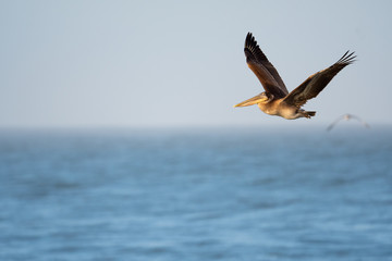 Wall Mural - Brown pelican in flight