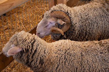 2 adult goats in the barn. Close-up.