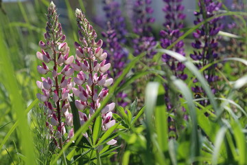 Pink and purple flowers in the garden