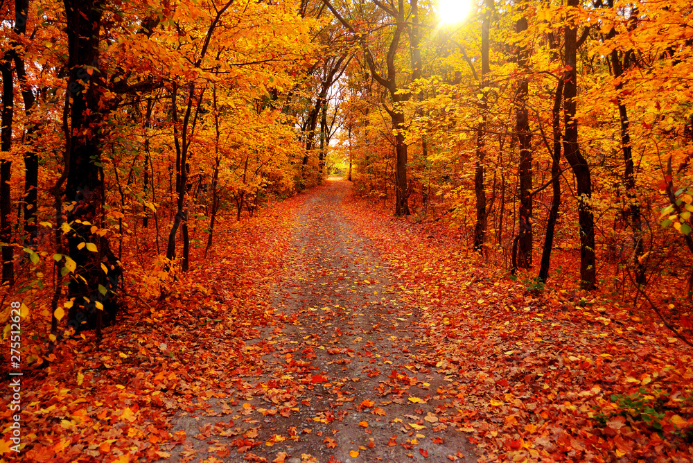 Autumn landscape forest. Yellow trees and road with sun Stock Photo ...
