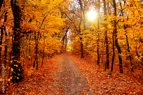 Foto-Lamellenvorhang - Autumn landscape forest. Yellow trees and road with sun (von Ian 2010)