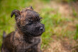 Cairn terrier puppy close up