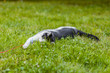 Uroczy czarno biały kot leży w trawie, leżący kot szuka zabawki