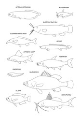 Wall Mural - African freshwater fish. Vector drawing outline set.