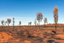 Red Earth And Trees Burned By Aborigines In The Australian Outback In Ayers Rock, On A Beautiful Sunny Day