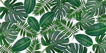 Horizontal Artwork Composition Of Trendy Tropical Green Leaves - Monstera, Palm And Ficus Elastica Isolated On White Background (mixed).