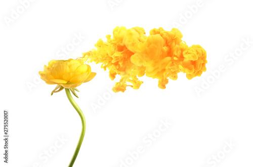 Leinwand Poster  Yellow anemone flower with smoke cloud