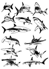 Wall Mural - Graphical set of sharks isolated on white background, vector illustration