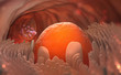 Egg cell leaves the ovary. Ovulation. Natural fertilization. 3D illustration on medical topics