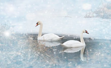 Winter Landscape With A River In The Frost And Swans. Winter Background