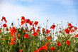 beautiful poppy field- Armistice or Remembrance day background