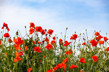 Beautiful Poppy Field- Armistice Or Remembrance Day Background