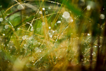  Raindrops on grass, bokeh