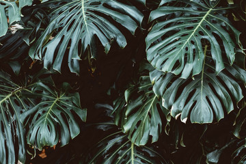 Tropical green leaves background, Monstera Deliciosa leaf on wall with dark toning, jungle pattern concept background, close up. Green leaves of Monstera philodendron plant growing in wild.