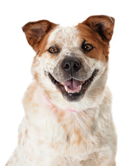 Wall Mural - Closeup happy smiling heeler dog