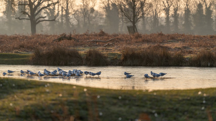 Sticker - Gulls on a frozen lake in England during winter 