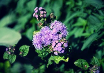 Wall Mural - close up on purple flowers