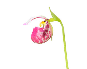 Sticker - Wild orchid (Cypripedium guttatum) 8