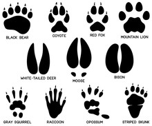 Vector Illustration Of A Variety Of Eleven Black And White North American Animal Tracks (footprints).