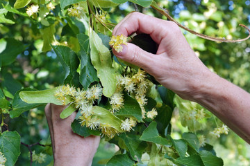 Wall Mural - an elderly woman tears off the yellow fragrant flowers of a linden tree 1
