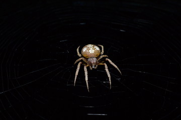 spider