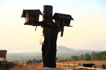 At evening, The bird's house made with old wooden was built on the farm for allow birds to live naturally.