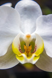 Fototapeta Storczyk - Macro de orquidea