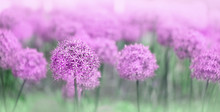 Violet Allium Flower (allium Giganteum), Purple Decorative Onion. Abstract Blossoming Floral Summer Natural Template. Beautiful Lilac Purple Tones Flowers Background. Gentle Artistic Image.  Copy Spac