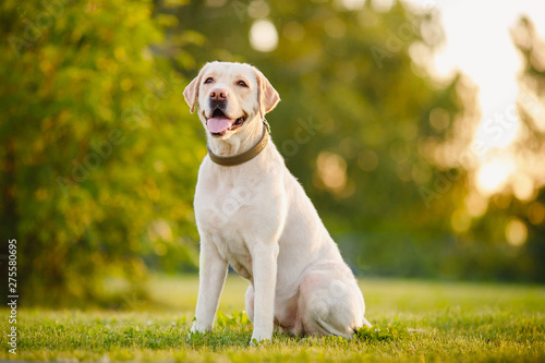 Photographie Happy purebred labrador retriever dog outdoors sitting on grass park sunny summe