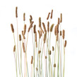 © vaitekune - Grass foxtails isolated on white background.  Flowering stems of wild field grass.