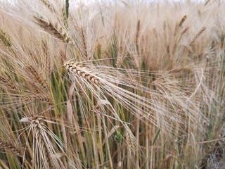 ears of wheat