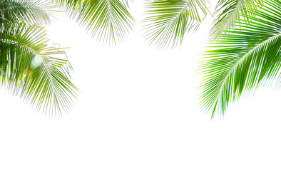 Coconut palm leaf isolated on white background