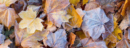 Fotografía Dry maple leaves, covered with frost, on the ground in the fall_