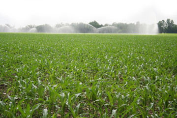 Irrigation system watering corn field in summer season. Irrigating corn field on sunny day