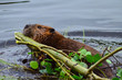 Closeup photo of beaver carrying a branch in the lake, Tripple lakes trail, Denali National park and Preserve, Alaska, United States, North America
