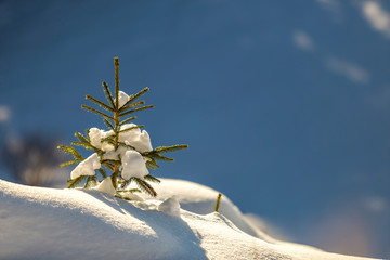 Small pine tree with green needles covered with deep fresh clean snow on blurred blue copy space background. Merry Christmas and Happy New Year greeting postcard.