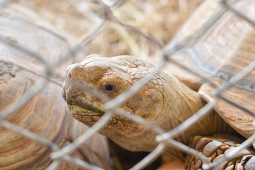 The turtle is behind the gray iron mesh. The image is blurred.